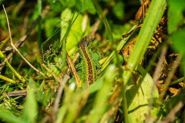 Een Close Beeld Van Een Groene Zandhagedis Met Gele Bruine — Stockfoto