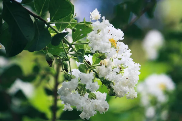 Detailní Záběr Krásné Bílé Květy Rozmazaném Pozadí Zeleném Lese Slunečného — Stock fotografie