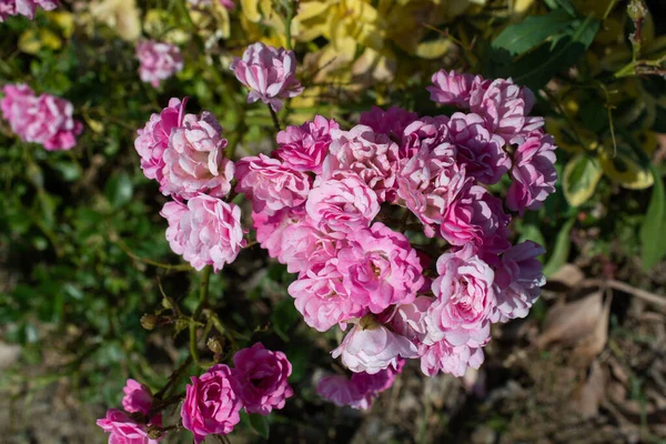 Zbliżenie Strzał Różowe Kwiaty Róży Zielonymi Liśćmi Rozmytym Tle — Zdjęcie stockowe