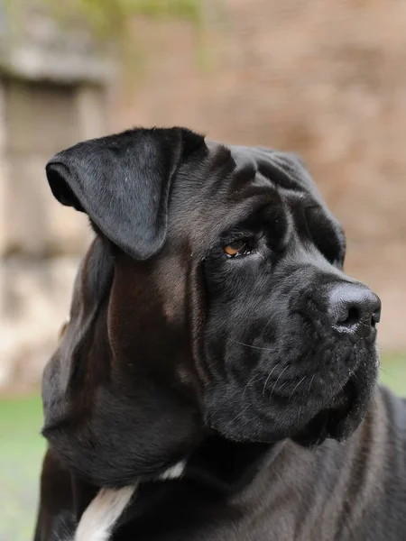 Een Verticaal Portret Van Een Zwarte Italiaanse Corso Hond — Stockfoto
