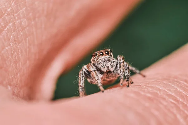 跳蚤在男性手指皮肤上跳跃蜘蛛的选择性聚焦镜头 — 图库照片
