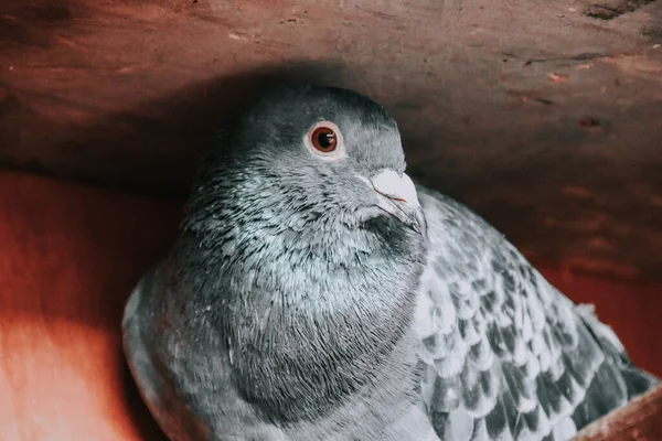 Eine Nahaufnahme Einer Schönen Grauen Taube — Stockfoto