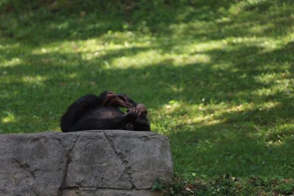 Chimpanzé Dans Zoo Kansas City Dans Missouri Aux États Unis — Photo