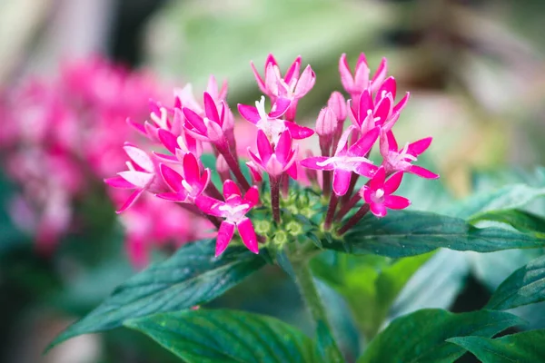 Gros Plan Fleurs Roses Vibrantes Dans Jardin Sauvage Avec Fond — Photo