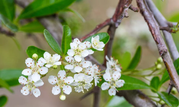 사과나무 꽃봉오리 — 스톡 사진