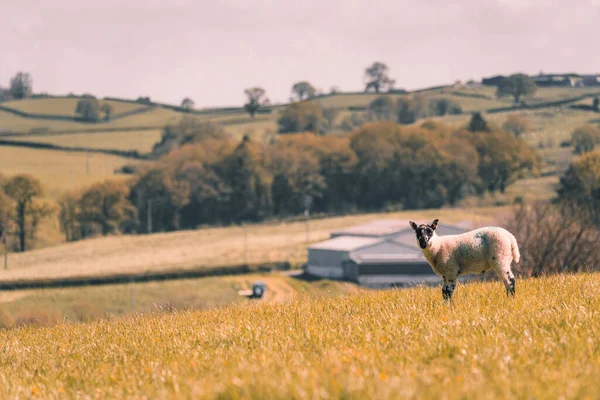 小さな家と木のある丘の前の黄色のフィールドに立っている小さな白い羊 — ストック写真