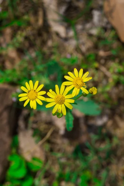 Eine Vertikale Aufnahme Blühender Senecio Vernalis Blumen — Stockfoto