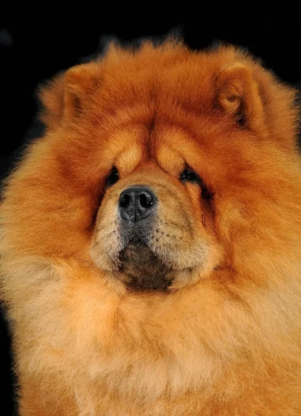 Ett Vertikalt Porträtt Söt Chow Chow Hund — Stockfoto