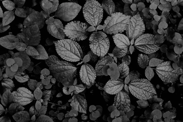 Сірий Знімок Красивого Листя Чагарнику — стокове фото