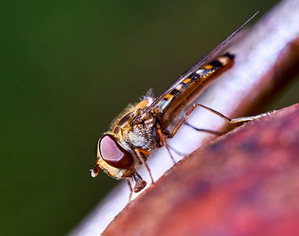 Hoverfly Old Rotten Red Apple Apple Tree — Stock Photo, Image
