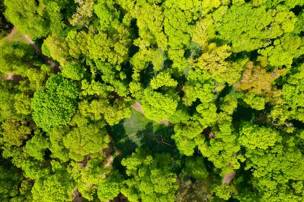 Uma Vista Aérea Árvores Verdes Vibrantes Uma Floresta — Fotografia de Stock