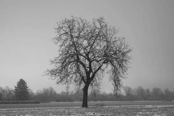 Árvore Nua Noite Inverno Ascona Suíça — Fotografia de Stock