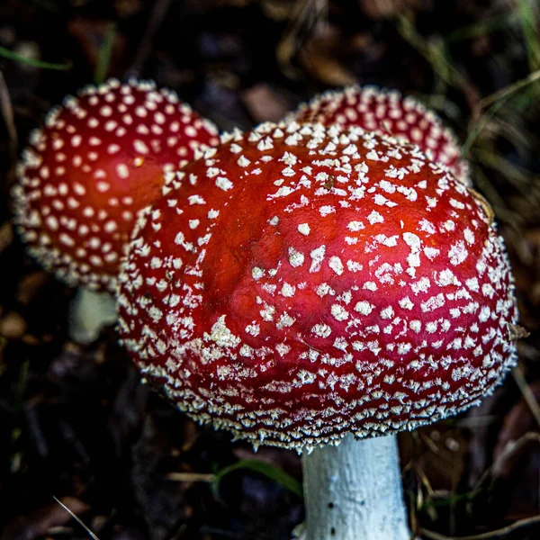 Closeup Cogumelos Agáricos Mosca Que Crescem Assoalho Floresta — Fotografia de Stock