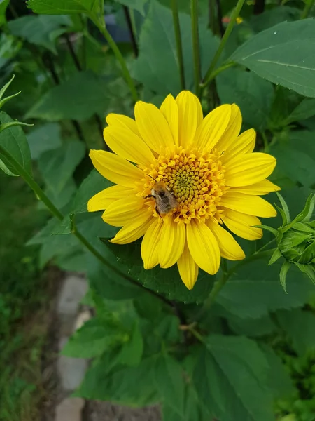 High Angle Shot Bee Sitting Heliopsis Flower — Stock Photo, Image