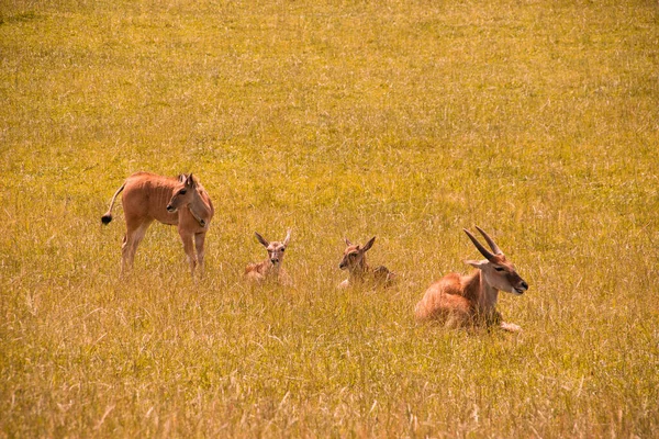 Eine Gruppe Antilopen Ruht Auf Der Wiese Antilopen Auf Dem — Stockfoto