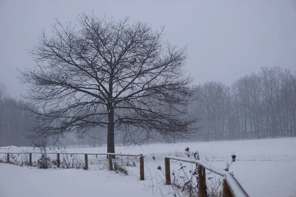 Tiro Uma Árvore Inverno Nevado — Fotografia de Stock