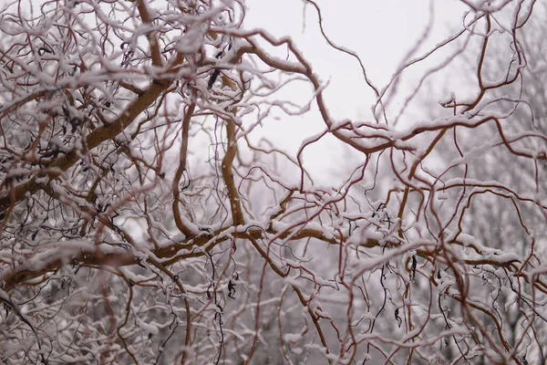 Coup Arbres Couverts Neige Hiver — Photo