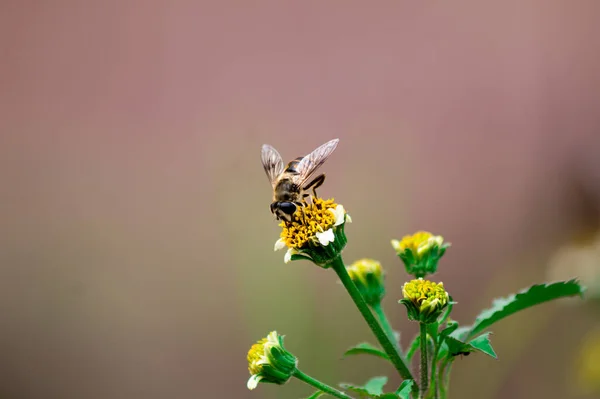 Eine Selektive Fokusaufnahme Einer Biene Die Eine Blume Bestäubt — Stockfoto