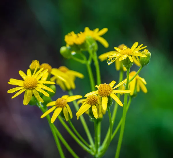 Miękkie Skupienie Kwiatów Ragwort Wody Kroplami Wody Ogrodzie — Zdjęcie stockowe