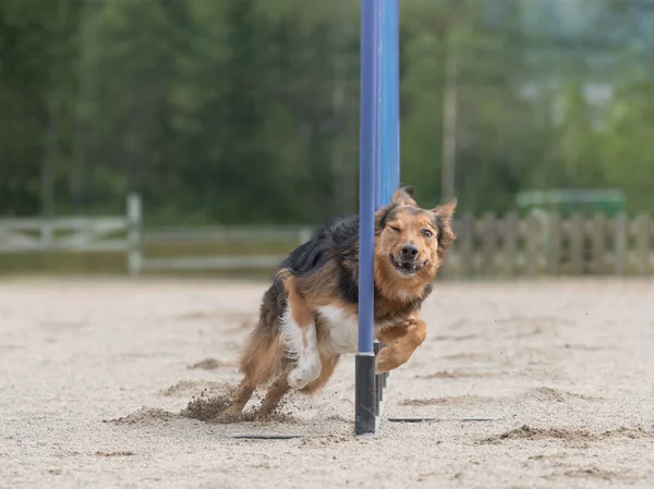 Border Collie Fare Slalom Corso Agilità Cane — Foto Stock