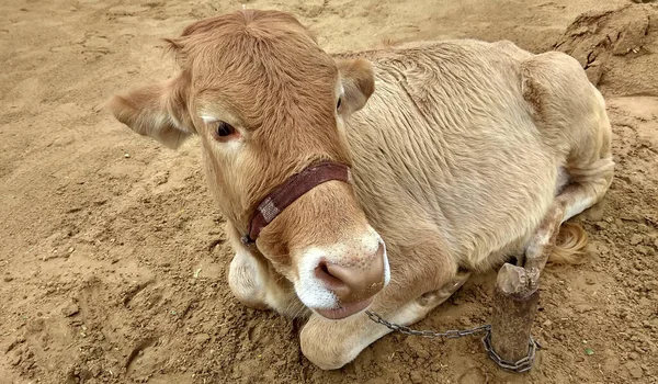 Tiro Seletivo Foco Uma Vaca Marrom Que Encontra Terra Fazenda — Fotografia de Stock