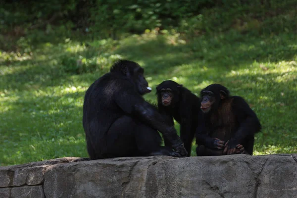 美国密苏里州堪萨斯城动物园的三只黑猩猩 — 图库照片