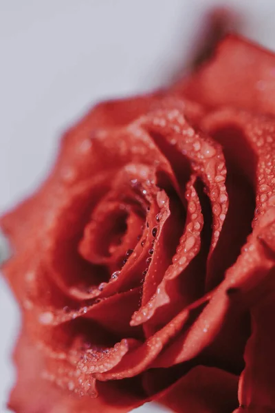 Disparo Vertical Una Hermosa Rosa Roja —  Fotos de Stock