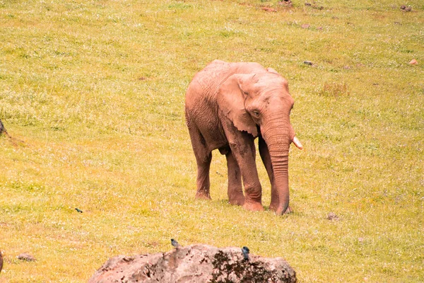 Triste Éléphant Solitaire Avec Une Défense Marchant Autour Champ Vert — Photo