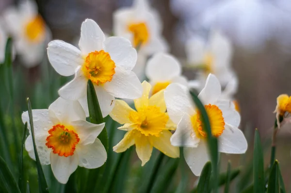 Крупним Планом Знімок Жовтих Квітів Нарциса Саду — стокове фото