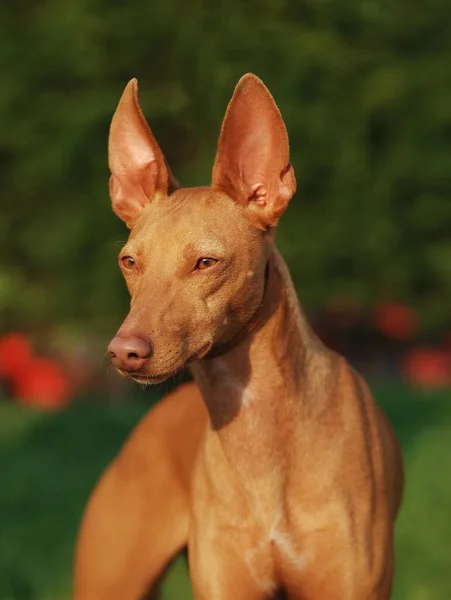 Ett Porträtt Cirneco Dell Etna Hund Suddig Bakgrund — Stockfoto