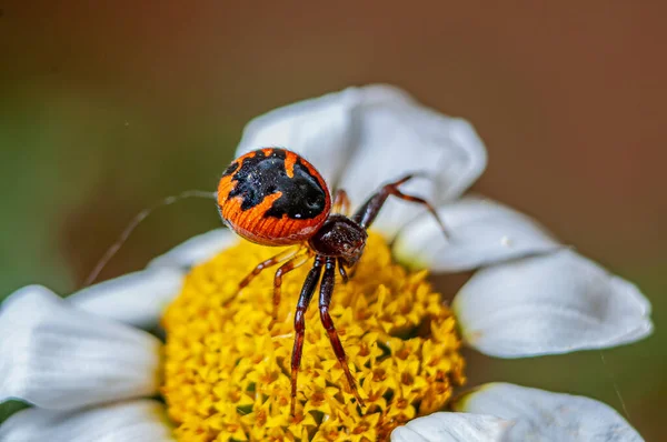 Arana Napoleon Napoleon Spider Flower — Stock Photo, Image