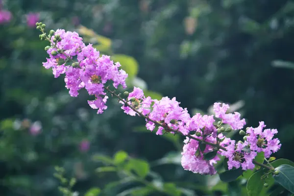 Bahçedeki Çalılarla Çevrili Bulanık Bir Arka Planda Yumuşak Mor Pembe — Stok fotoğraf