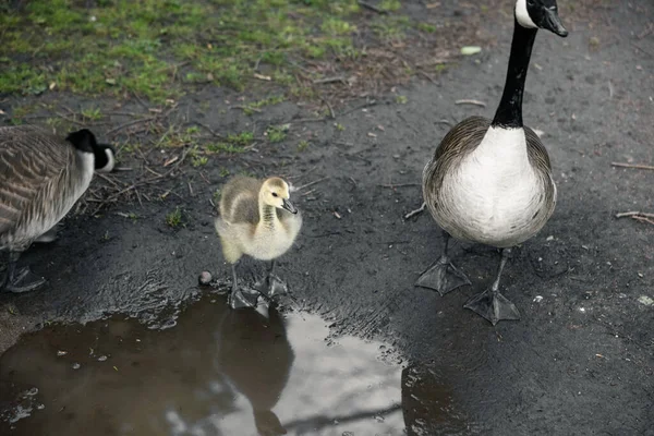 Egy Aranyos Kanadai Liba Egy Gosling Sétál Felé — Stock Fotó