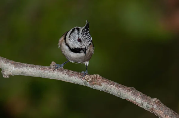 Crested Tit Lophophanes Cristatus Perched Branch — Fotografia de Stock