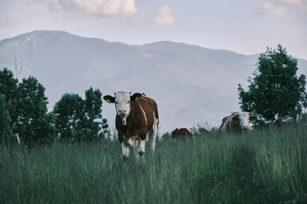 Nahaufnahme Einer Kuh Die Inmitten Von Wildblumen Weidet — Stockfoto