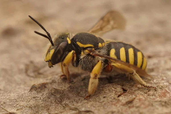 一只欧洲羊毛雕刻机蜜蜂在地面上的特写镜头 — 图库照片