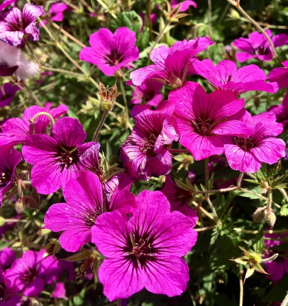 庭の素敵な明るい花のショット — ストック写真