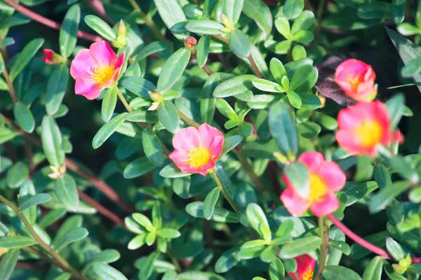 日当たりの良い庭で小さな緑の葉でいっぱいの茂みの中で鮮やかなピンクの花の高角度ショット — ストック写真