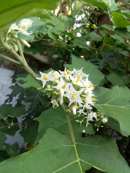 Close Uma Berinjela Ervilha Com Flores Brancas Florescendo Jardim — Fotografia de Stock