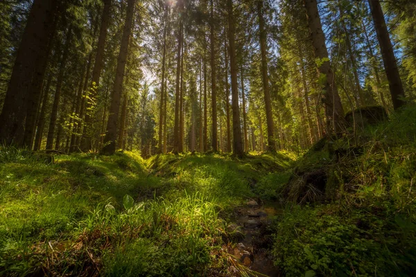 Ένα Μονοπάτι Που Οδηγεί Μέσα Από Ένα Ηλιόλουστο Πράσινο Δάσος — Φωτογραφία Αρχείου