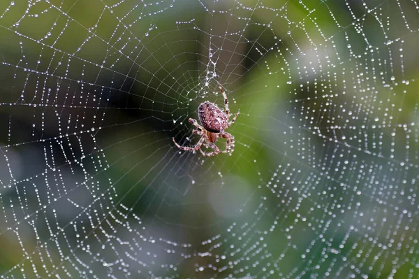 一只在网上爬行的红蜘蛛的特写镜头 — 图库照片
