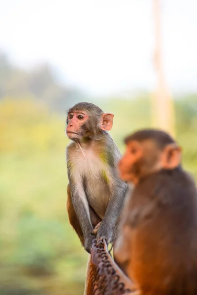 날푸른 풍경에서 마리의 원숭이의 — 스톡 사진