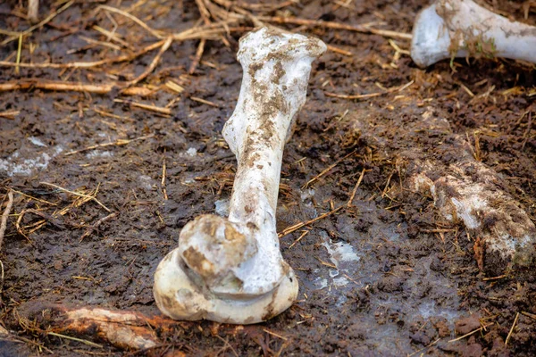 A closeup of a large muddy animal bone on the ground outside