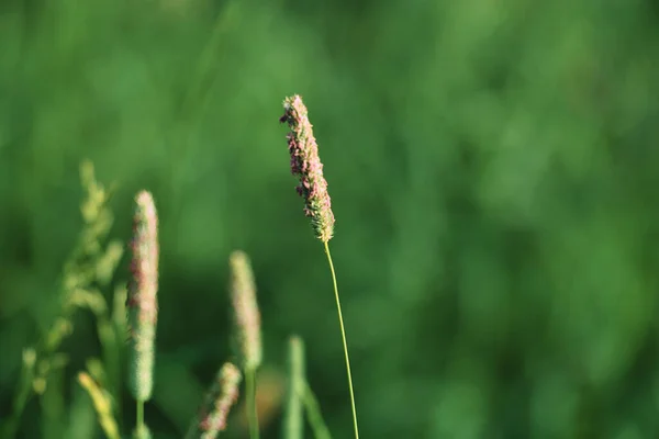 Close Sunny Dog Tail Grass Field Blurred Background — Stock Photo, Image