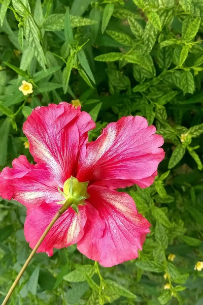 Detailní Záběr Růžového Květu Pěstovaného Lese — Stock fotografie