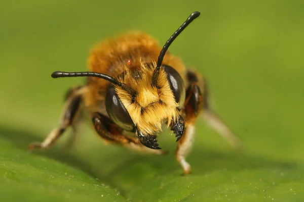 Plan Rapproché Une Abeille Mâle Coupeuse Feuilles Willughby Sur — Photo