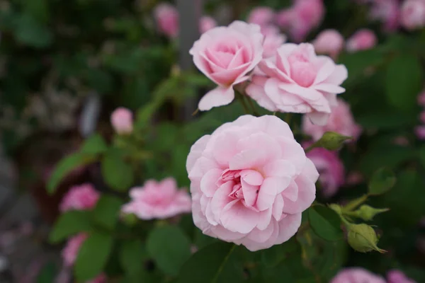 Eine Nahaufnahme Von Blühenden Orangen Rosen — Stockfoto