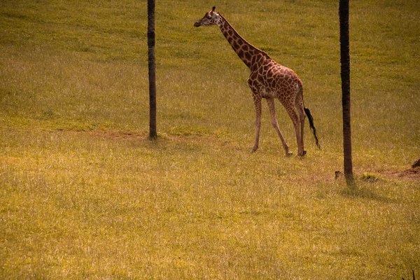Giraffe Walking Two Trees Giraffe Roams Meadow — Stock Photo, Image