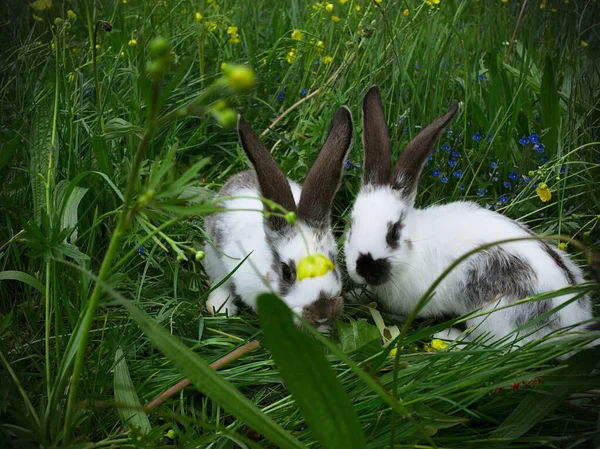 Närbild Bild Söta Kaniner Gröna Gräs Gräsmatta — Stockfoto