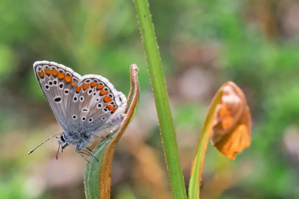 Plan Sélectif Papillon Sur Une Feuille Verte Sous Lumière Soleil — Photo